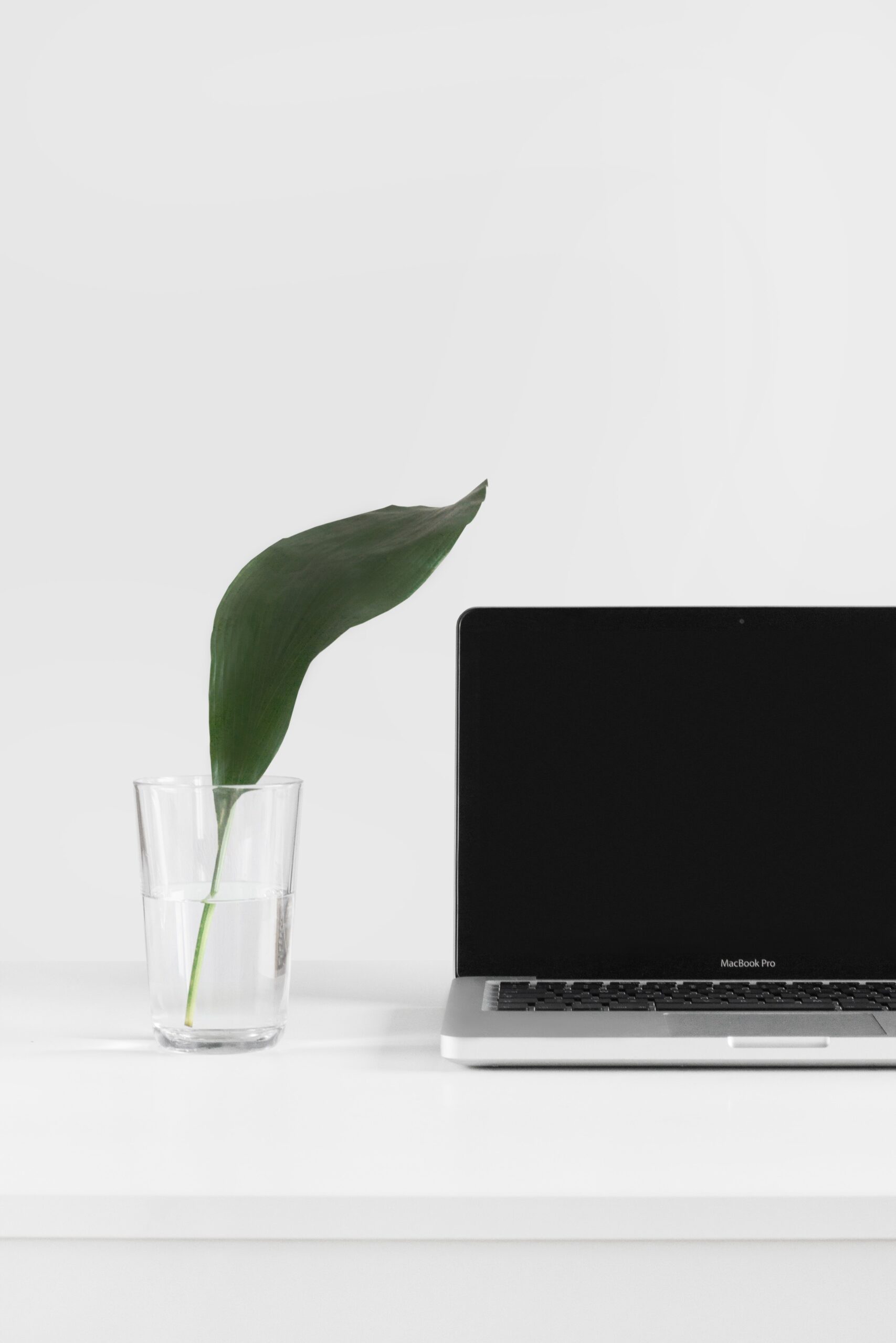 Leaf in vase next to open laptop